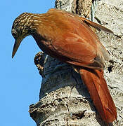 Straight-billed Woodcreeper