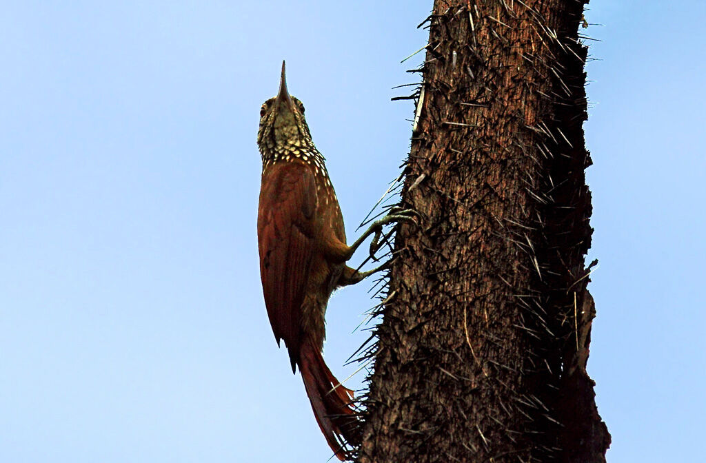 Straight-billed Woodcreeper