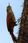 Straight-billed Woodcreeper