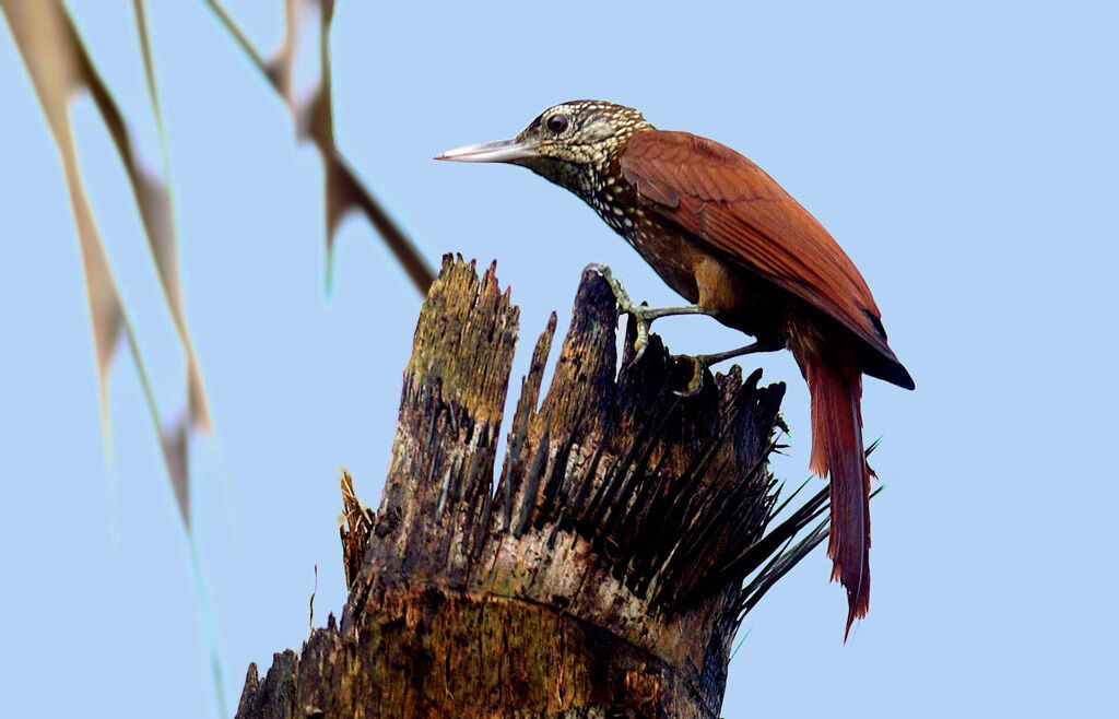 Straight-billed Woodcreeper