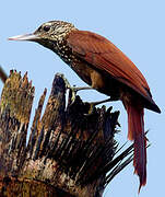 Straight-billed Woodcreeper