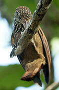 Straight-billed Woodcreeper