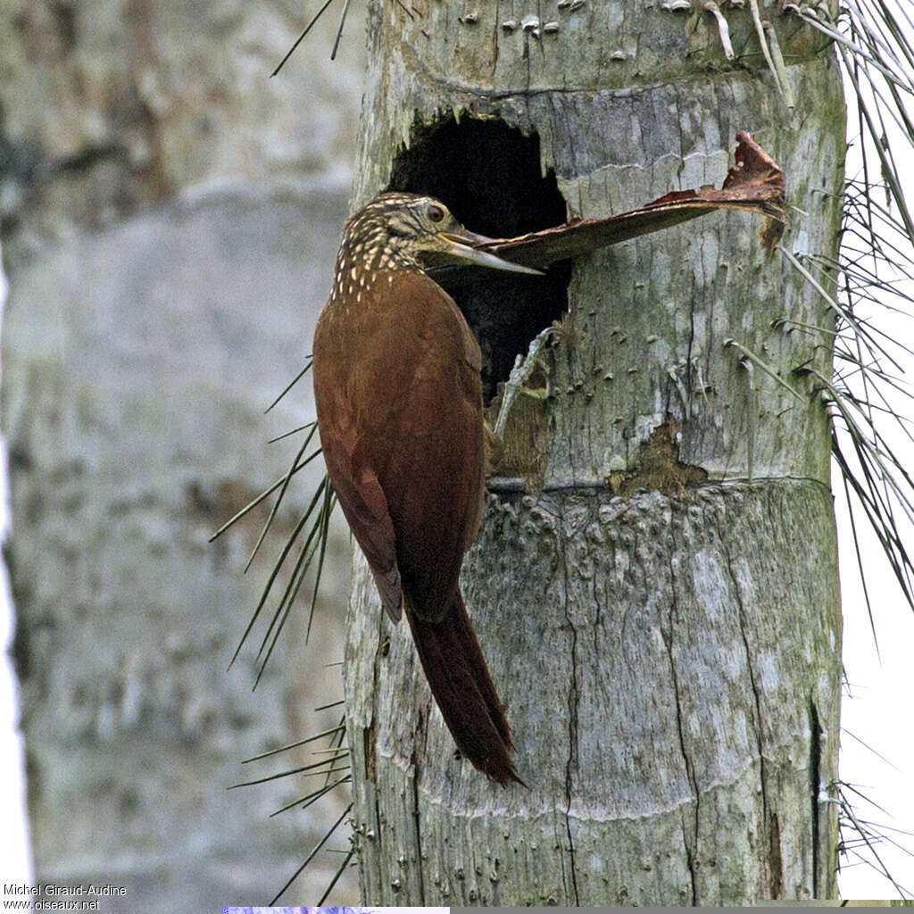 Straight-billed Woodcreeperadult, Reproduction-nesting