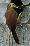 Straight-billed Woodcreeper