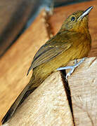 Grey Antbird