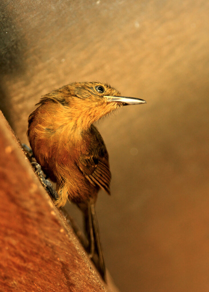 Grey Antbird, identification