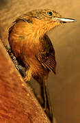 Grey Antbird