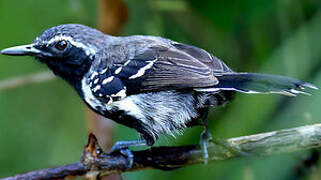 Southern White-fringed Antwren