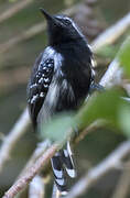 Southern White-fringed Antwren