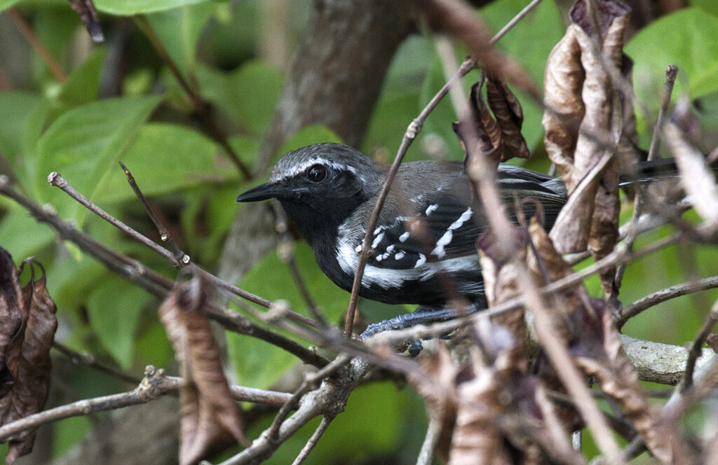 Southern White-fringed Antwren male adult