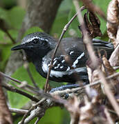 Southern White-fringed Antwren