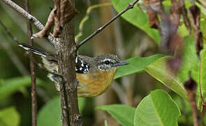 Southern White-fringed Antwren