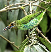 Purple Honeycreeper