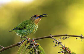 Purple Honeycreeper