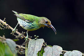 Purple Honeycreeper