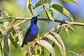 Purple Honeycreeper