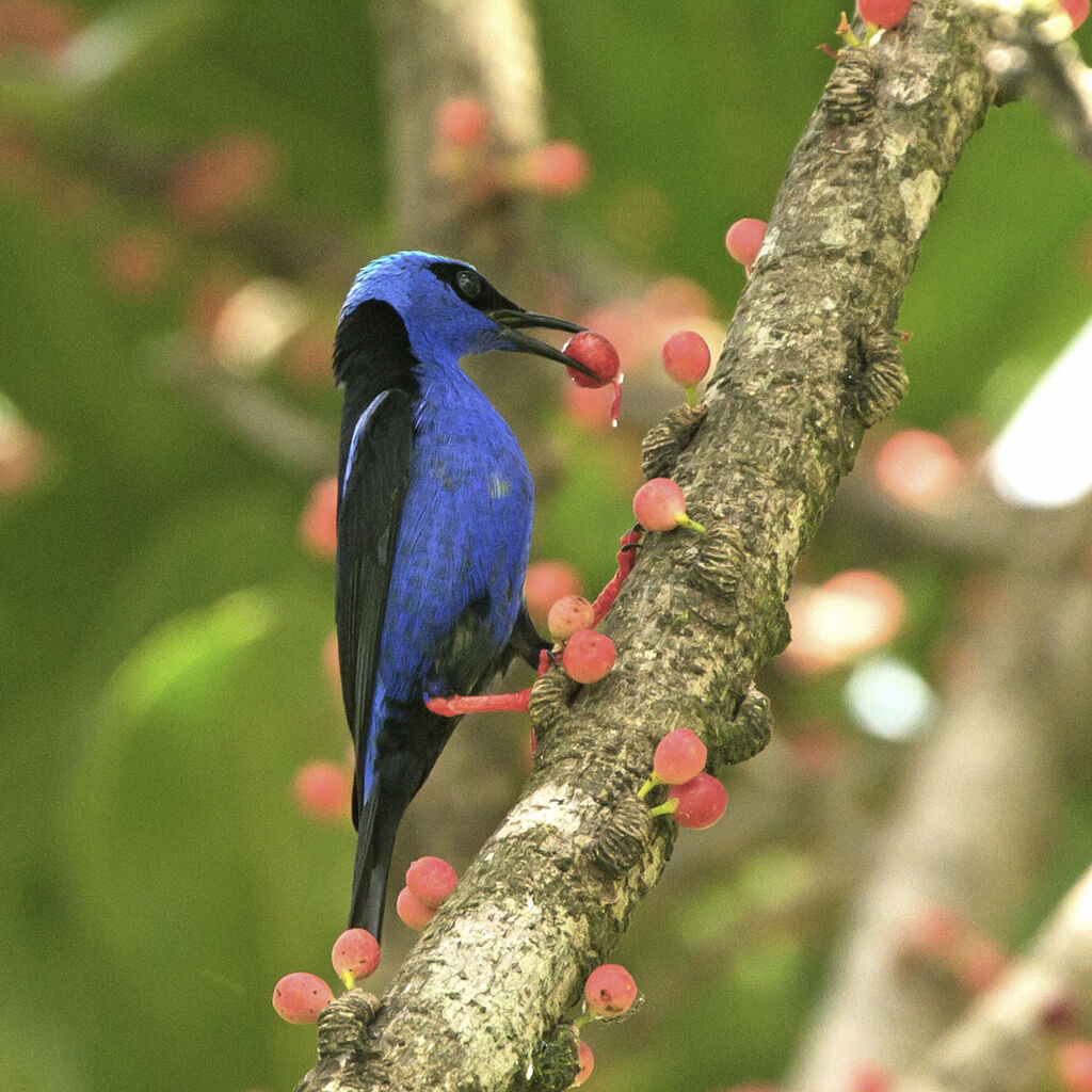 Red-legged Honeycreeper male adult