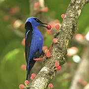 Red-legged Honeycreeper