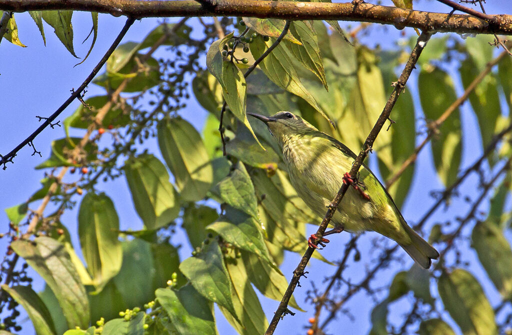 Red-legged Honeycreeper female adult