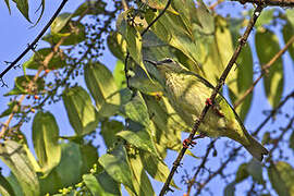 Red-legged Honeycreeper