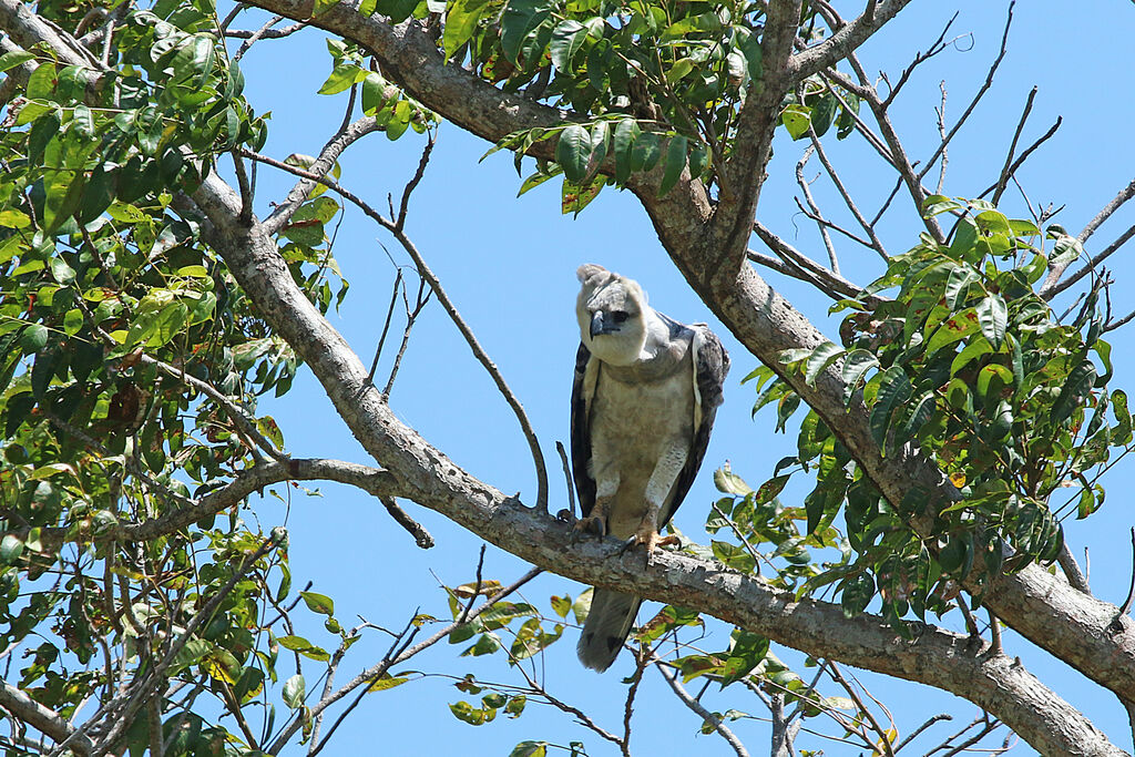 Harpie féroce1ère année