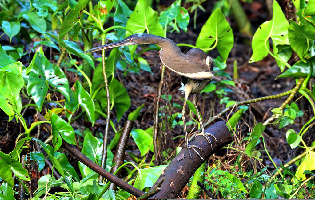 Agami Heron