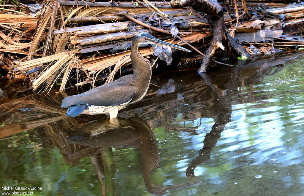 Agami Heronjuvenile, identification