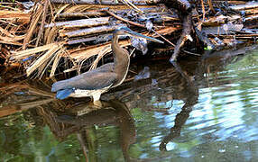 Agami Heron