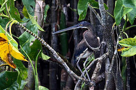 Agami Heron