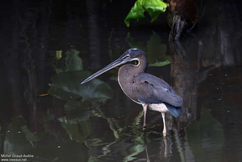 Héron agamisubadulte, identification