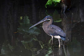 Agami Heron