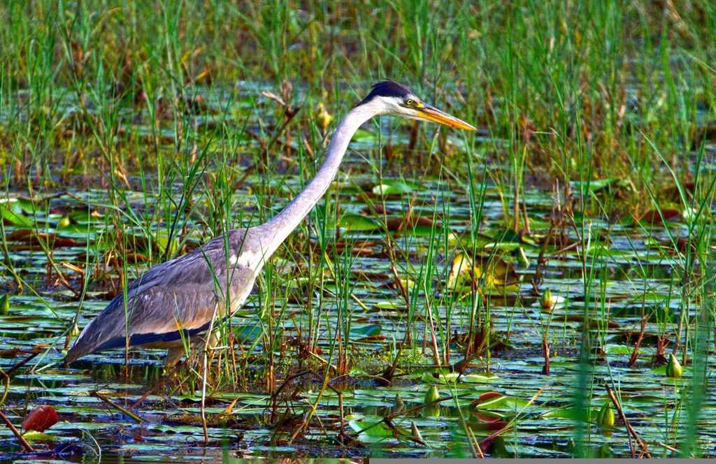 Cocoi Heron