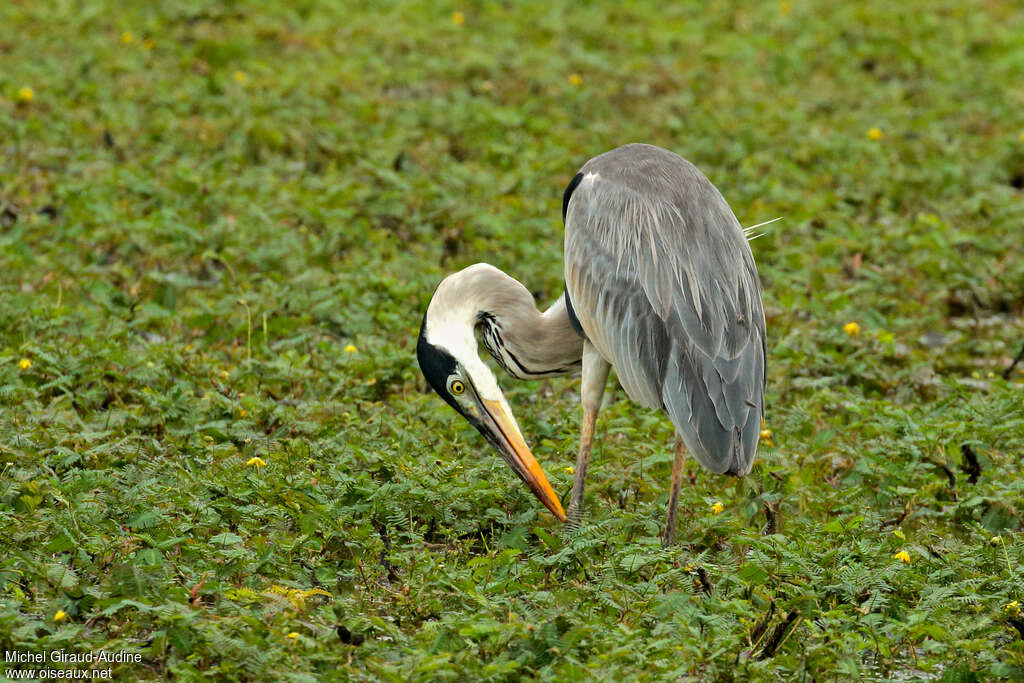 Cocoi Heronadult, Behaviour