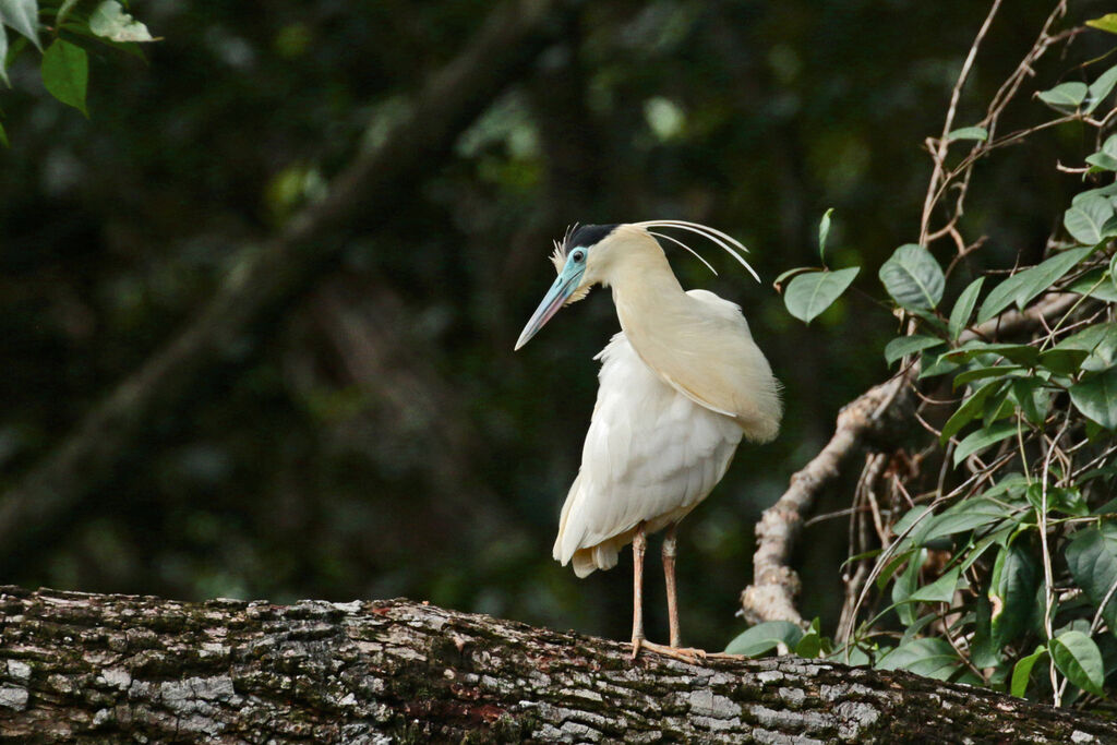 Capped Heron