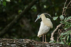 Capped Heron