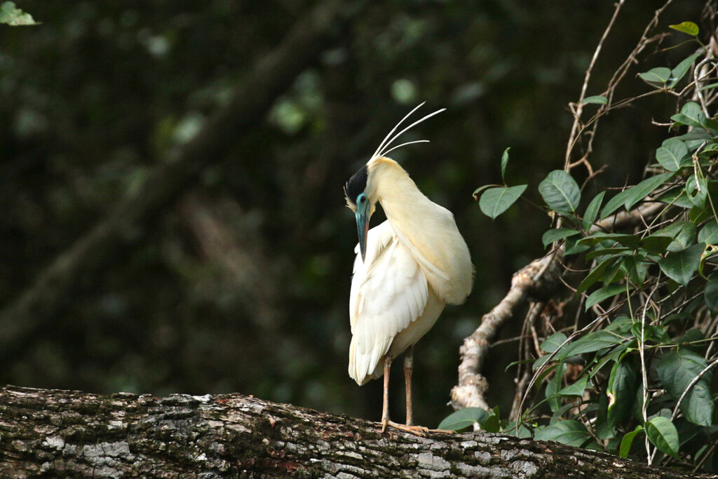 Capped Heron