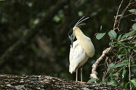 Capped Heron