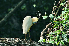 Capped Heron