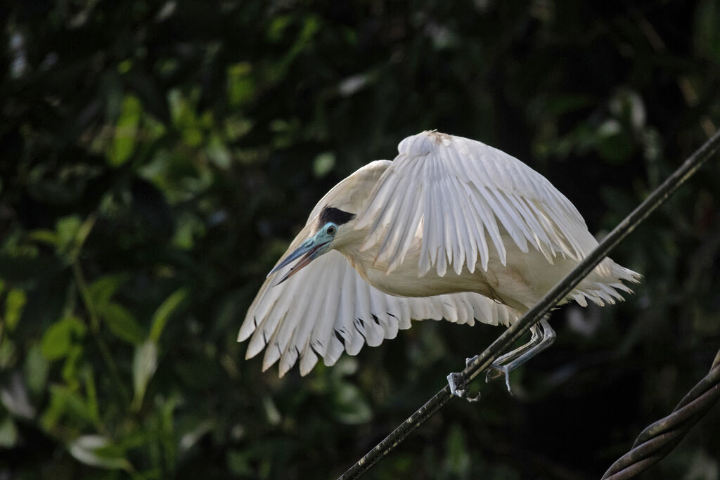 Capped Heron