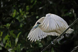 Capped Heron