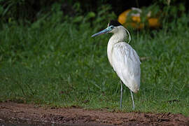 Capped Heron