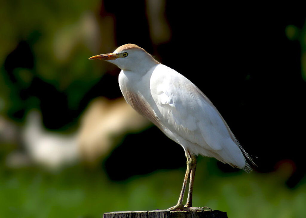 Western Cattle Egret, identification