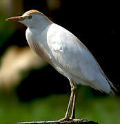 Western Cattle Egret