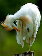 Western Cattle Egret