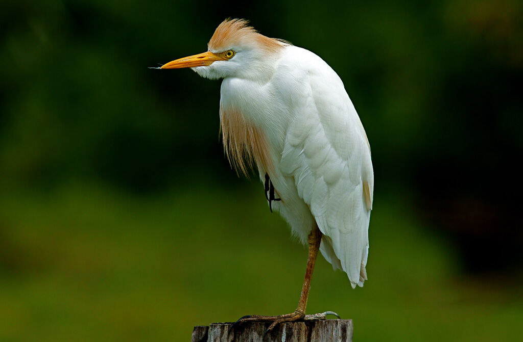 Western Cattle Egret