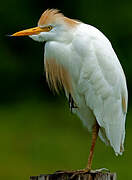 Western Cattle Egret