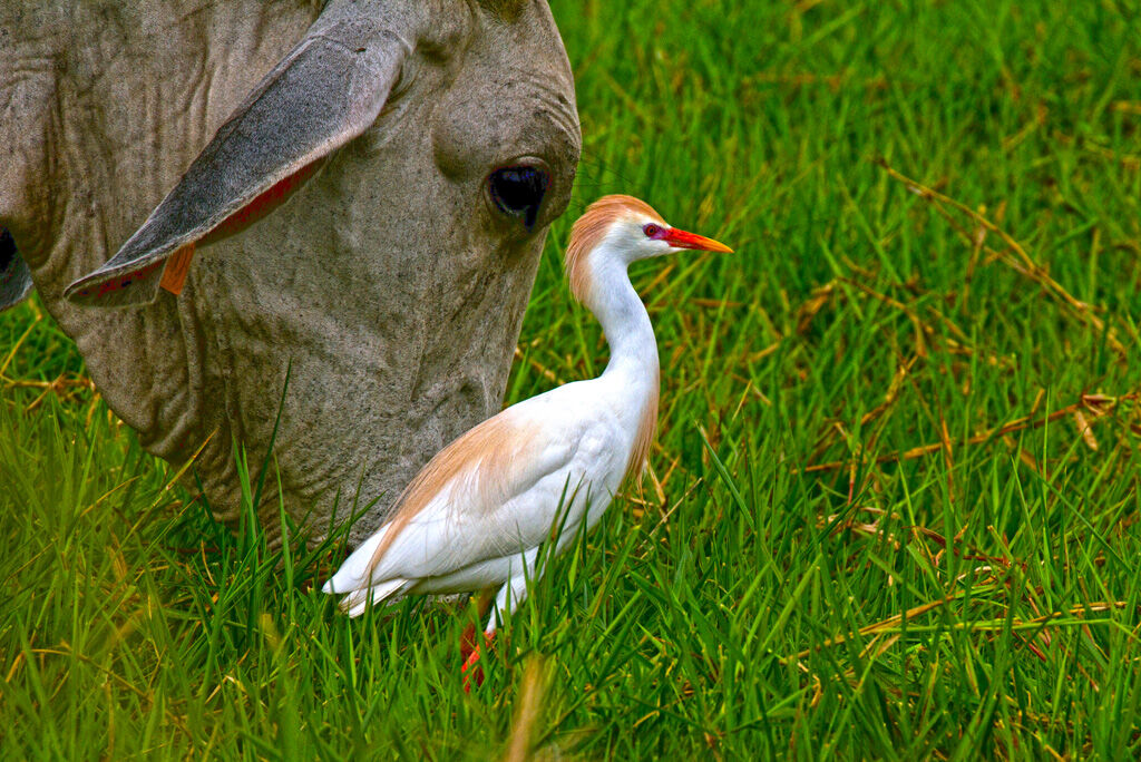 Western Cattle Egret