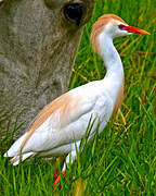 Western Cattle Egret