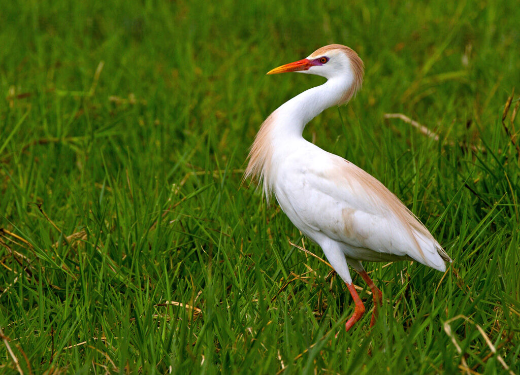 Western Cattle Egret