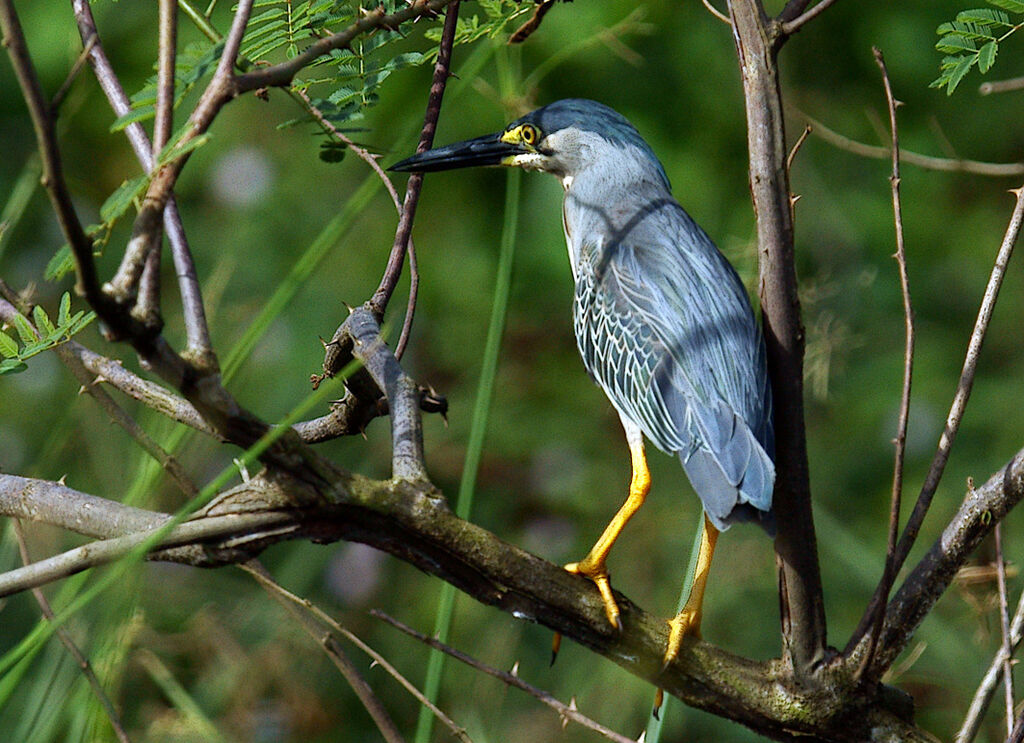 Striated Heron, identification